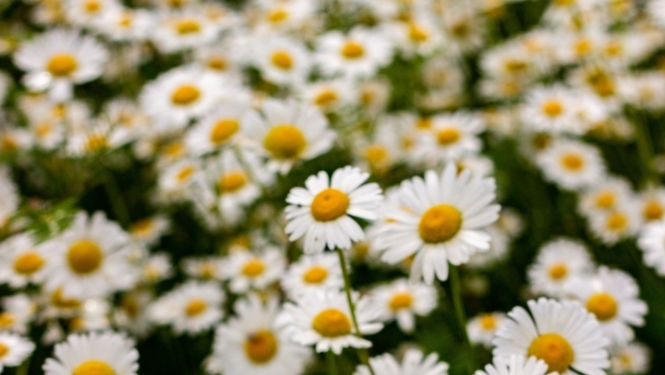 Margrietiņu pļava