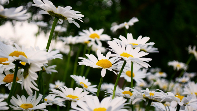 Margrietiņu pļava