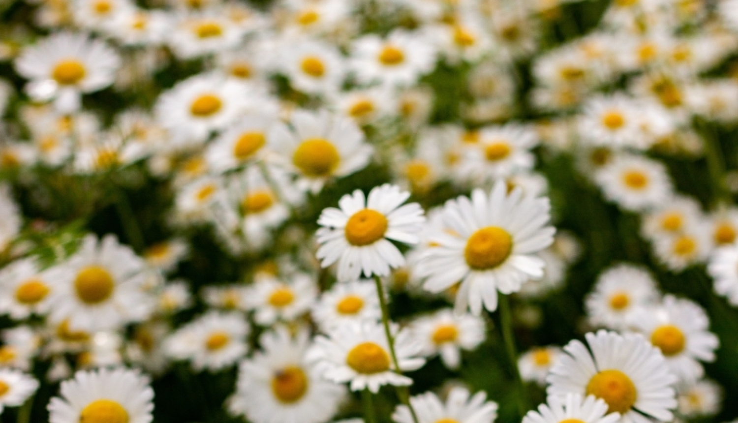 Margrietiņu pļava
