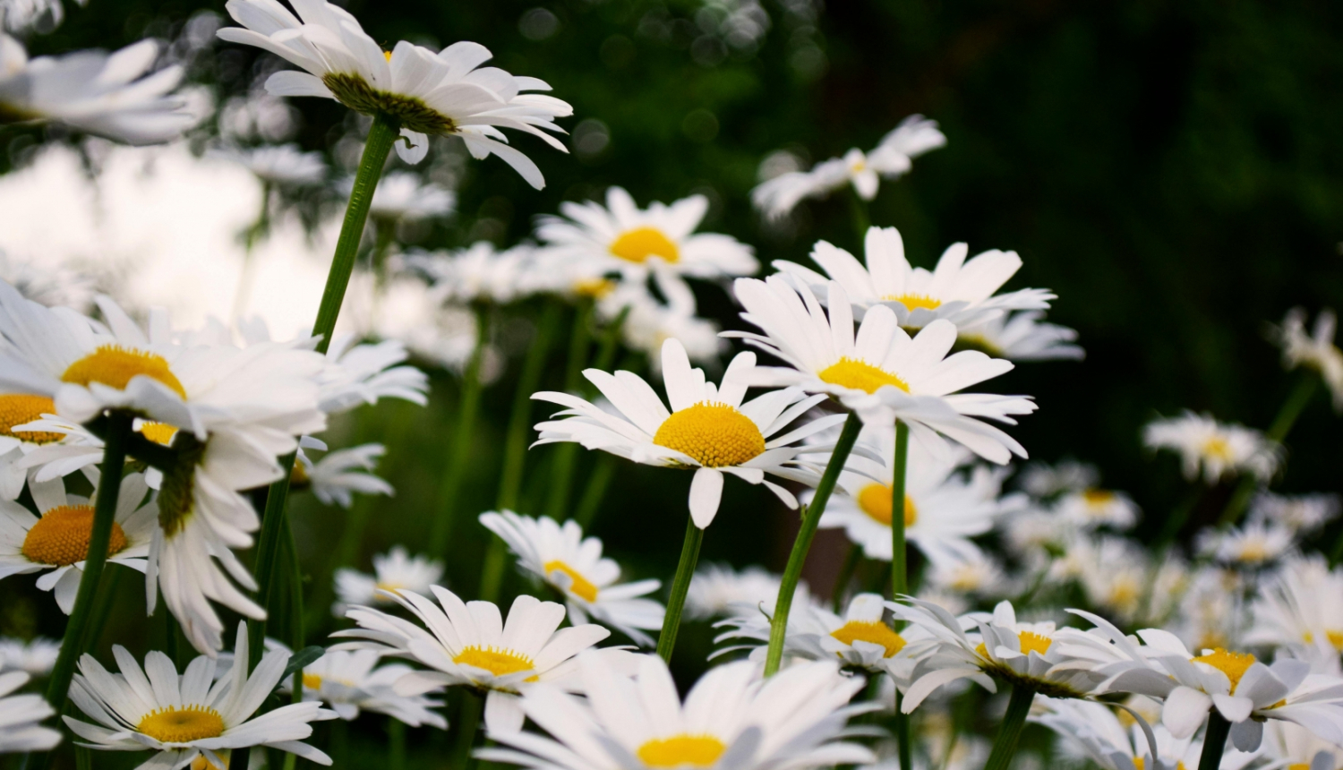 Margrietiņu pļava