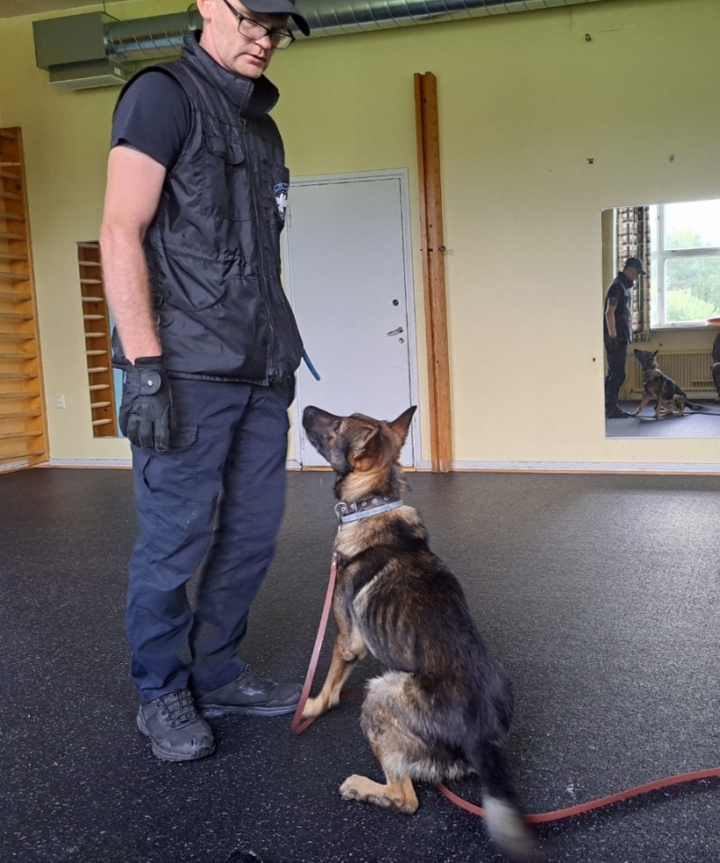 Latvijas muitas kinologi darba suņu apmācību procesā Somijā