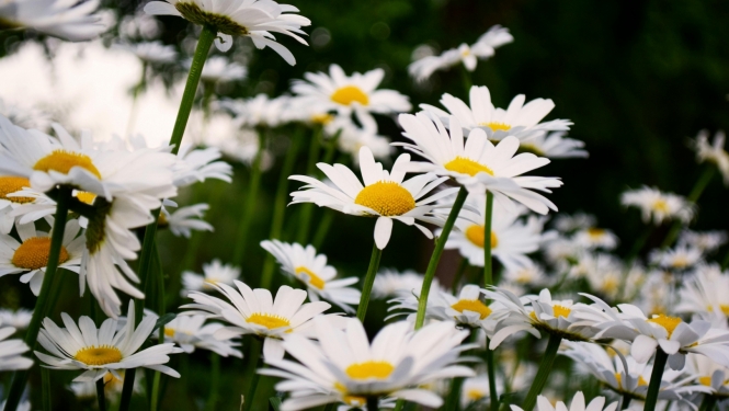 Margrietiņu pļava