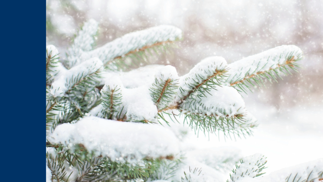 Apsnidzis egles zars