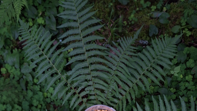Trauciņš ar gailenēm papardēs