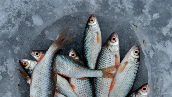 Vairākas neliela izmēra zivis pelēkā traukā