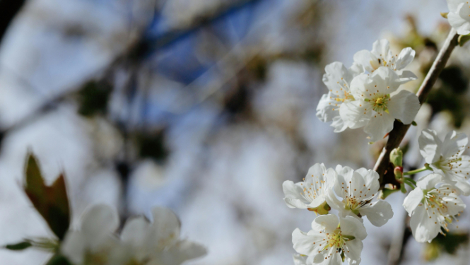 Ziedošs ābeles zars