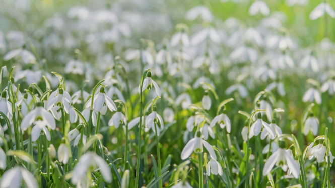 Daudz sniegpulkstenīši