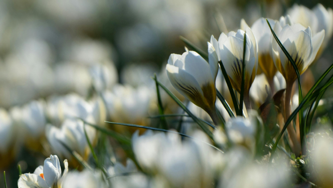 Balti krokusi tuvplānā