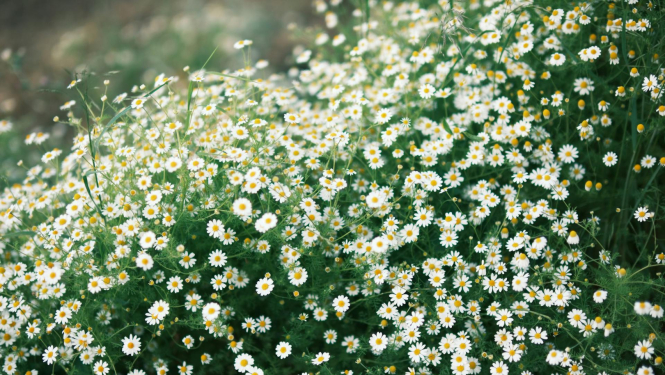 Kumelīšu pudurītis