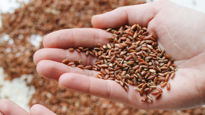 Izstieptas plaukstas, vienā brūnie, otrā baltie rīsi