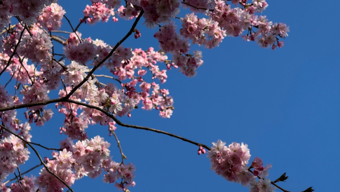 Ziedoši sakuru zari pret zilām debesīm