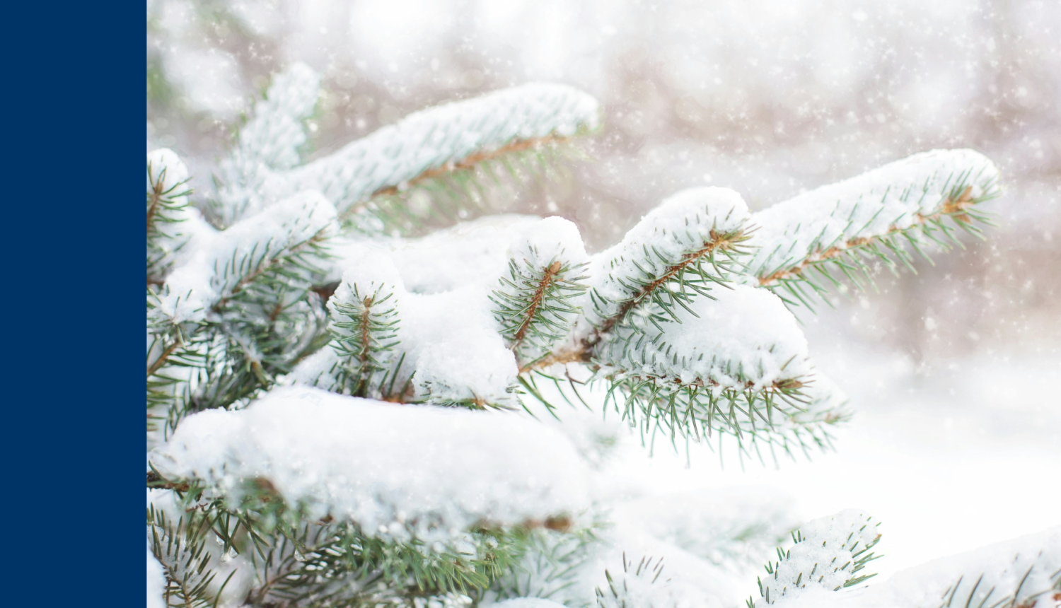 Apsnidzis egles zars