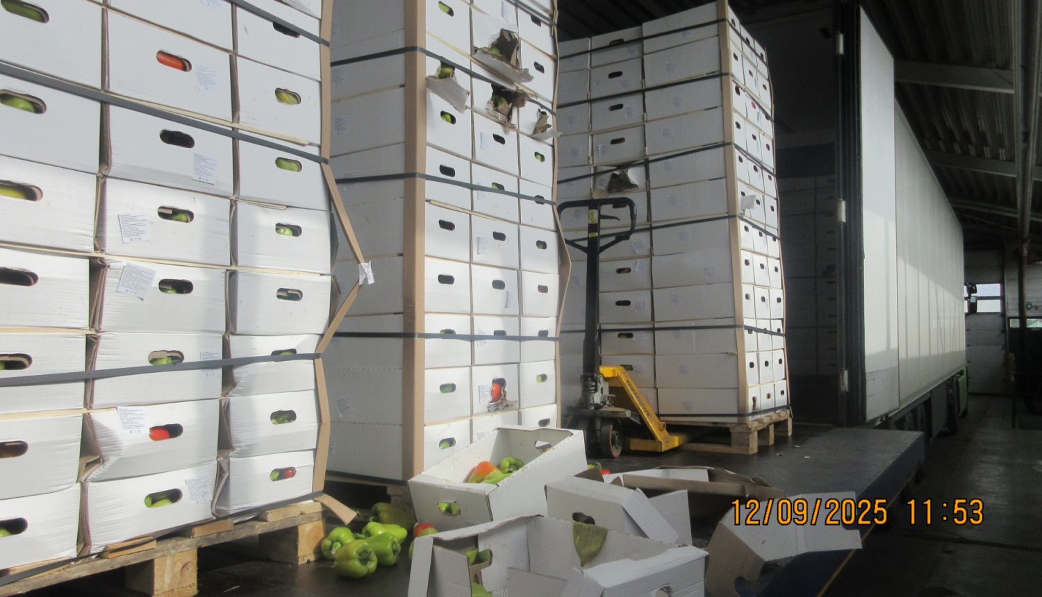 Uz paletēm saliktas daudz baltas kartona kastes ar papriku