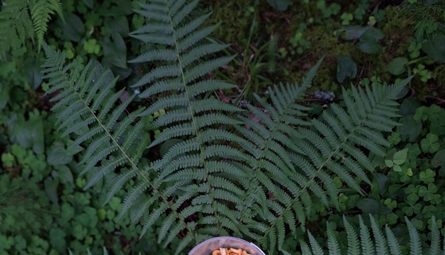 Trauciņš ar gailenēm papardēs