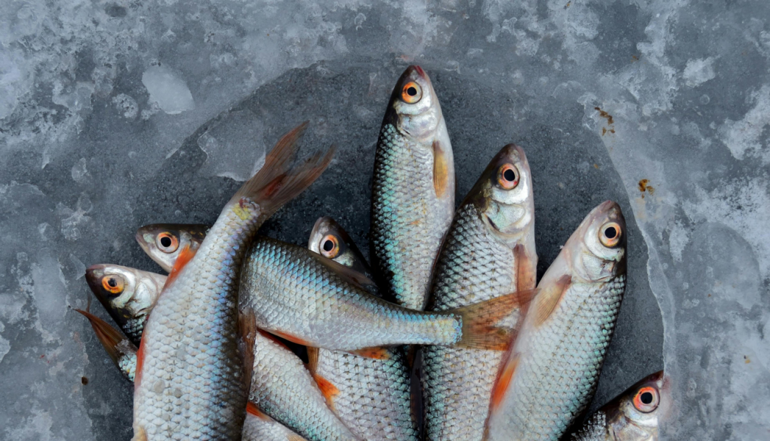 Vairākas neliela izmēra zivis pelēkā traukā