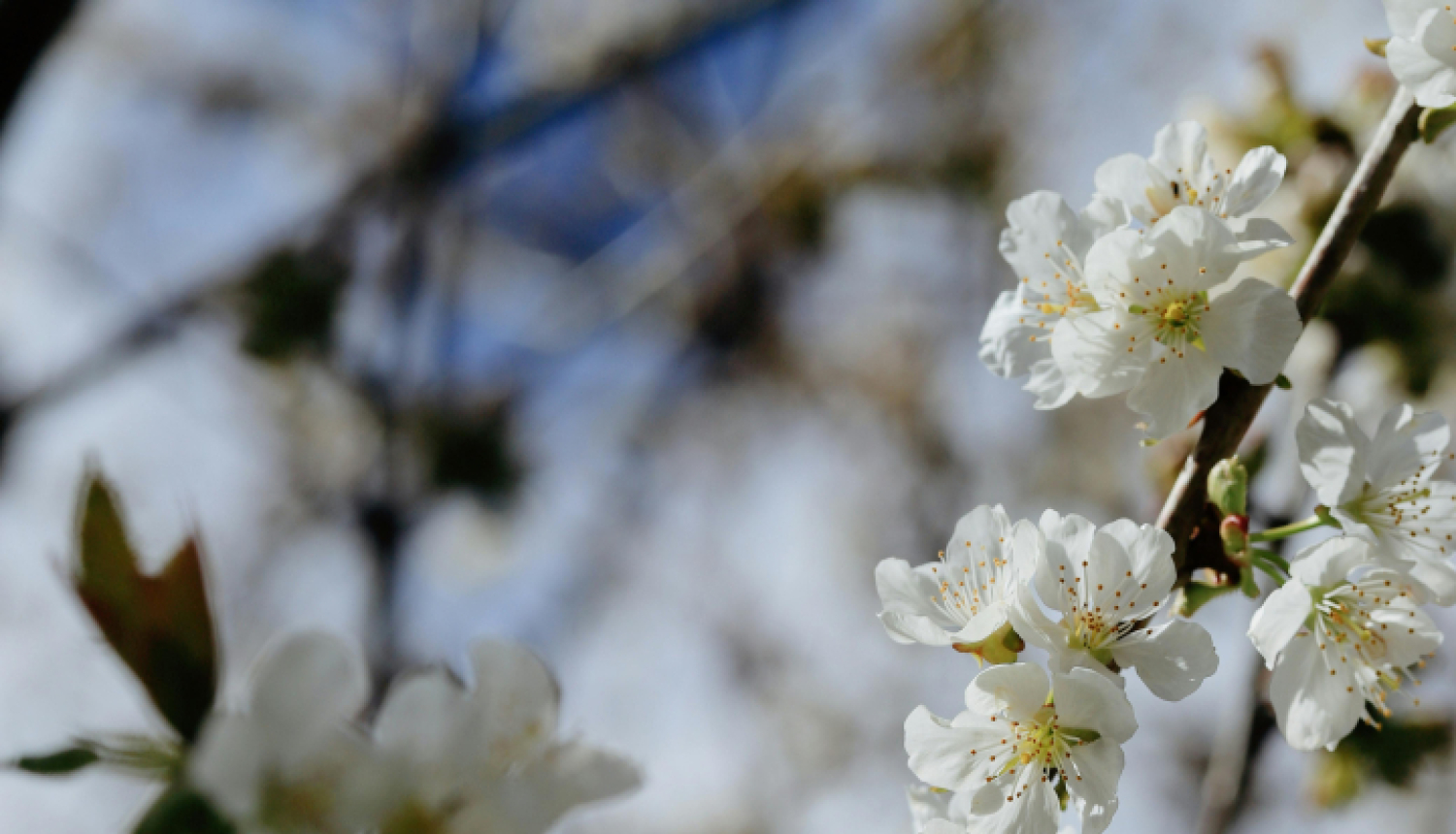 Ziedošs ābeles zars