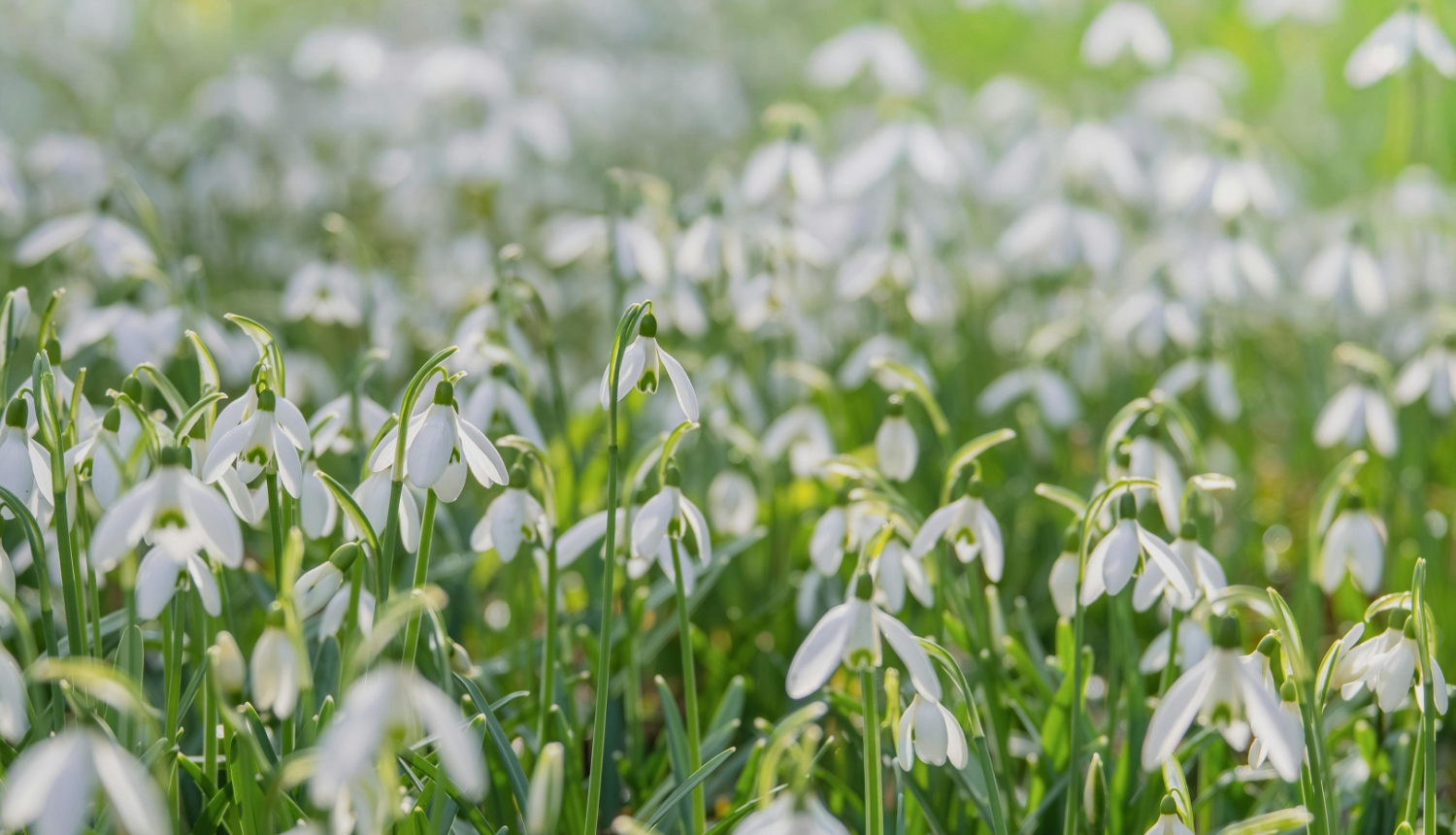 Daudz sniegpulkstenīši