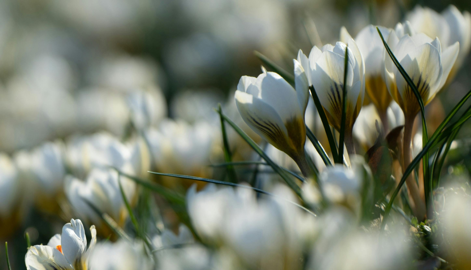 Balti krokusi tuvplānā