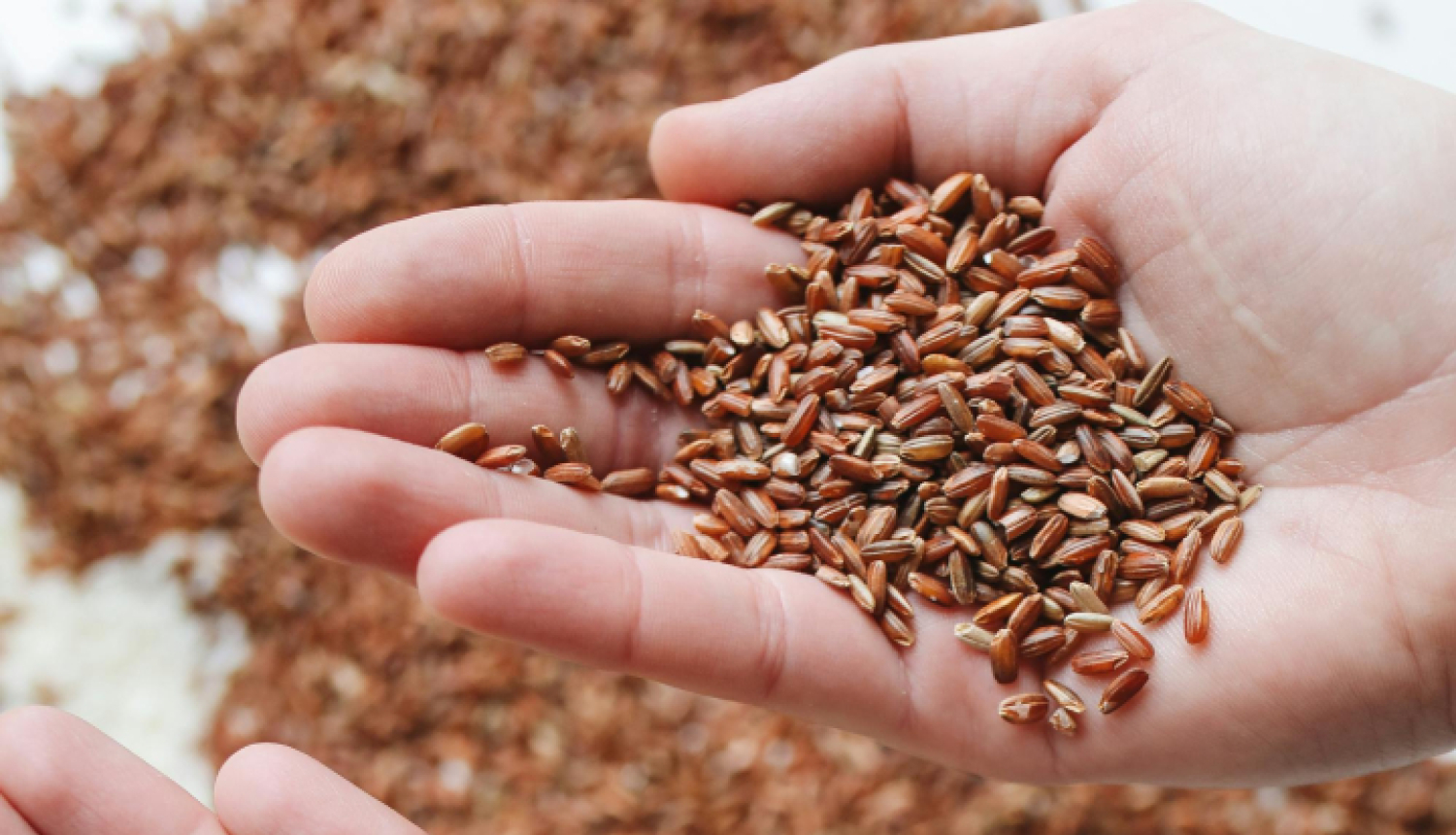 Izstieptas plaukstas, vienā brūnie, otrā baltie rīsi