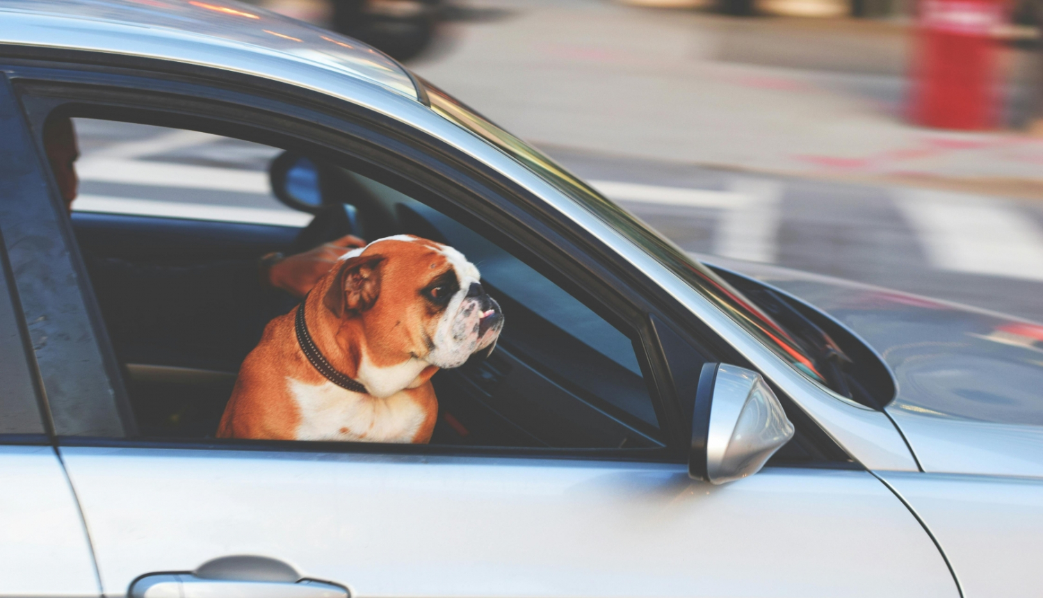 Suns, kurš sēž automašīnas blakussēdētāja krēslā