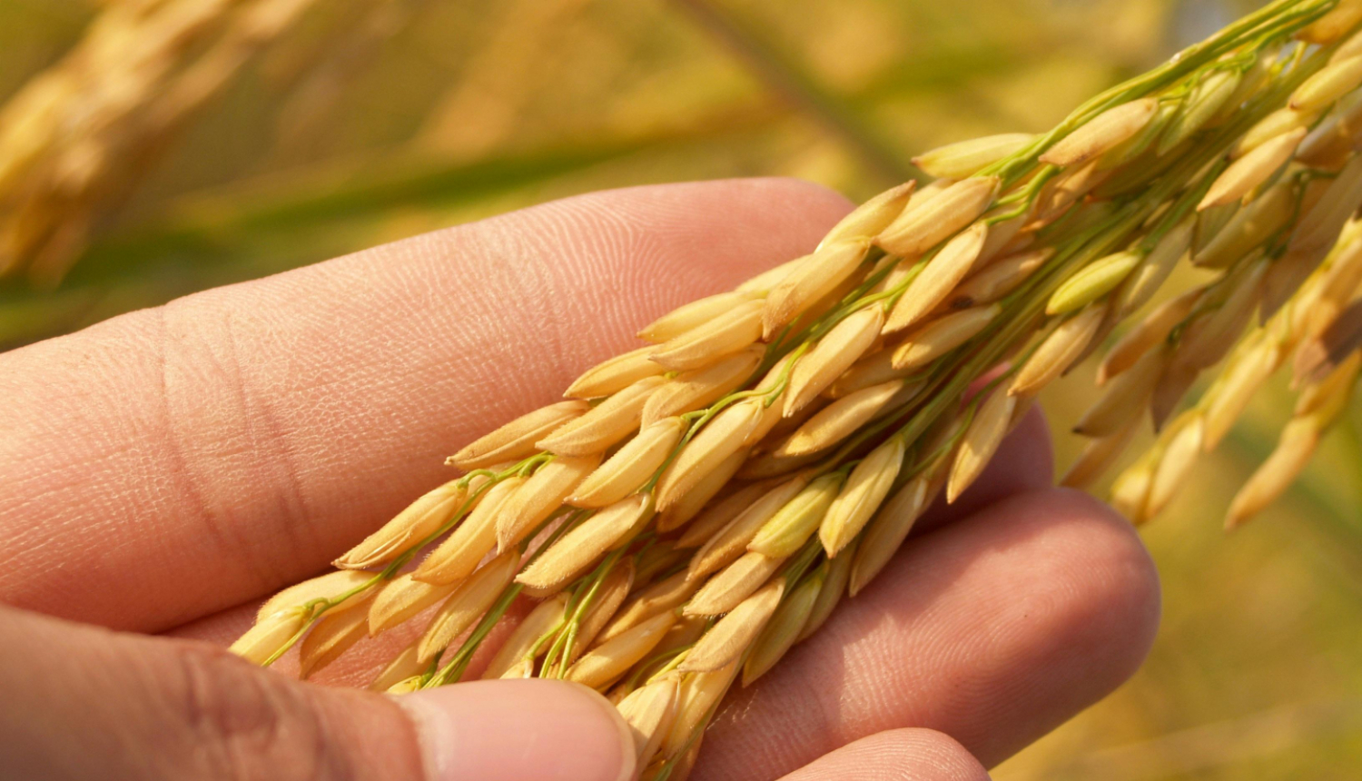 Plaukstā rīsu vārpa