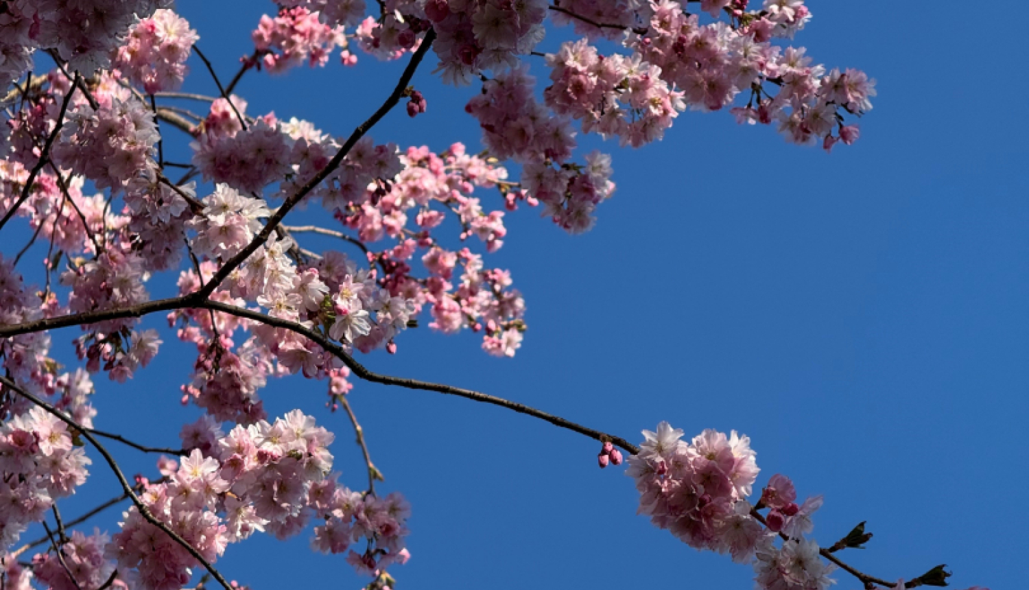 Ziedoši sakuru zari pret zilām debesīm